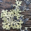 Shield lichen