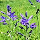 Small Camas