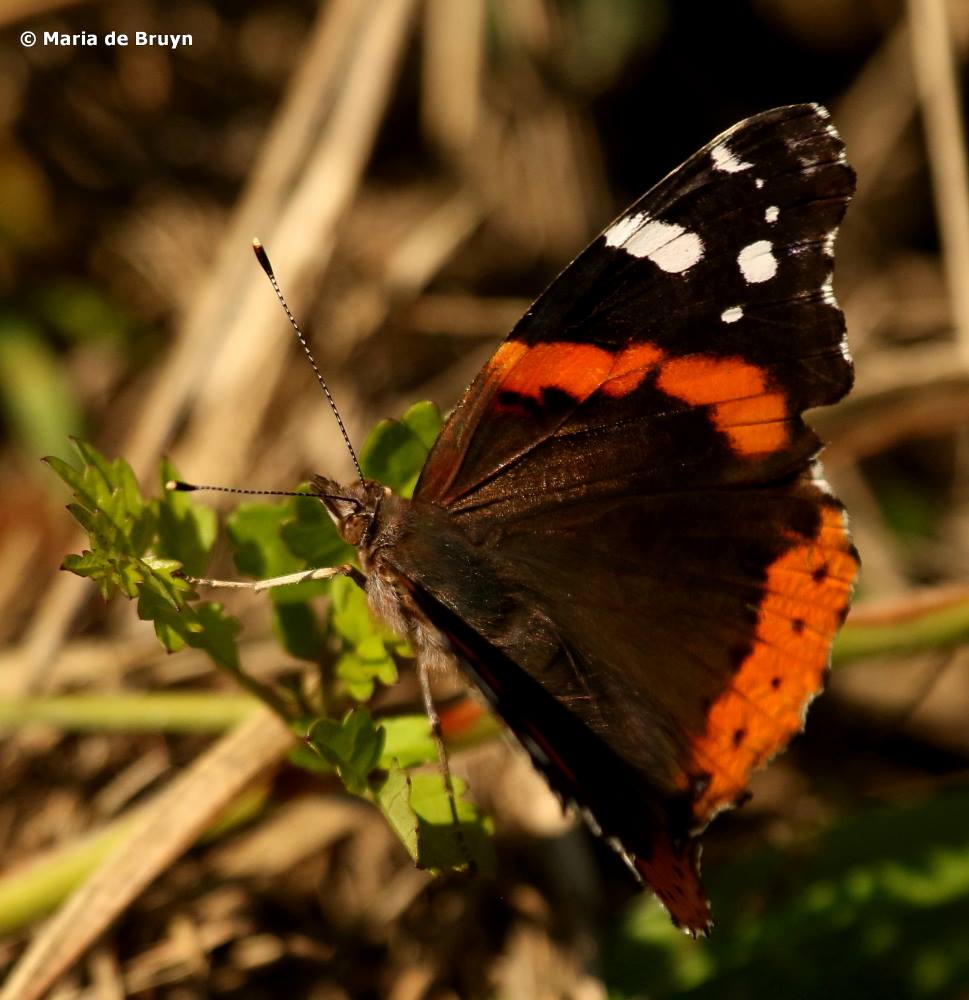 Red admiral butterfly