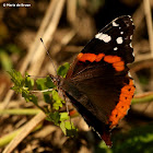 Red admiral butterfly