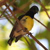 Purple-rumped sunbird (Male)