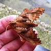 Blinded Sphinx Moth