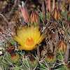 Twisted Barrel Cactus