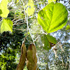 Mucuna Bean, Deer-eye, Donkey-eye, Ox-eye, Hamburger Bean