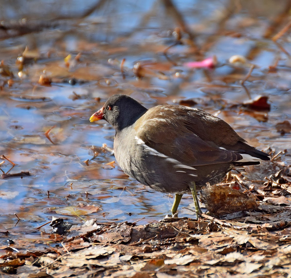 Common Moorhen