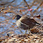 Common Moorhen