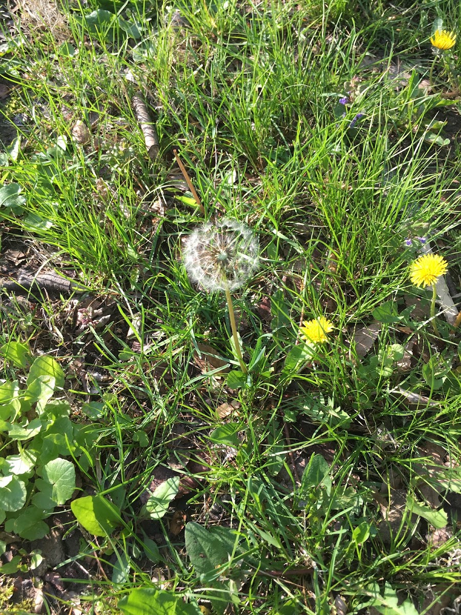 Dandelion