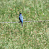 indigo bunting