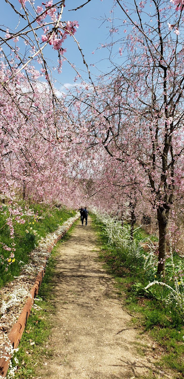 シルビアの桜・桜と愛車・ドライブ・コロナウイルスに負けるなに関するカスタム事例の投稿画像3枚目