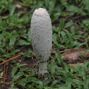 Shaggy ink cap