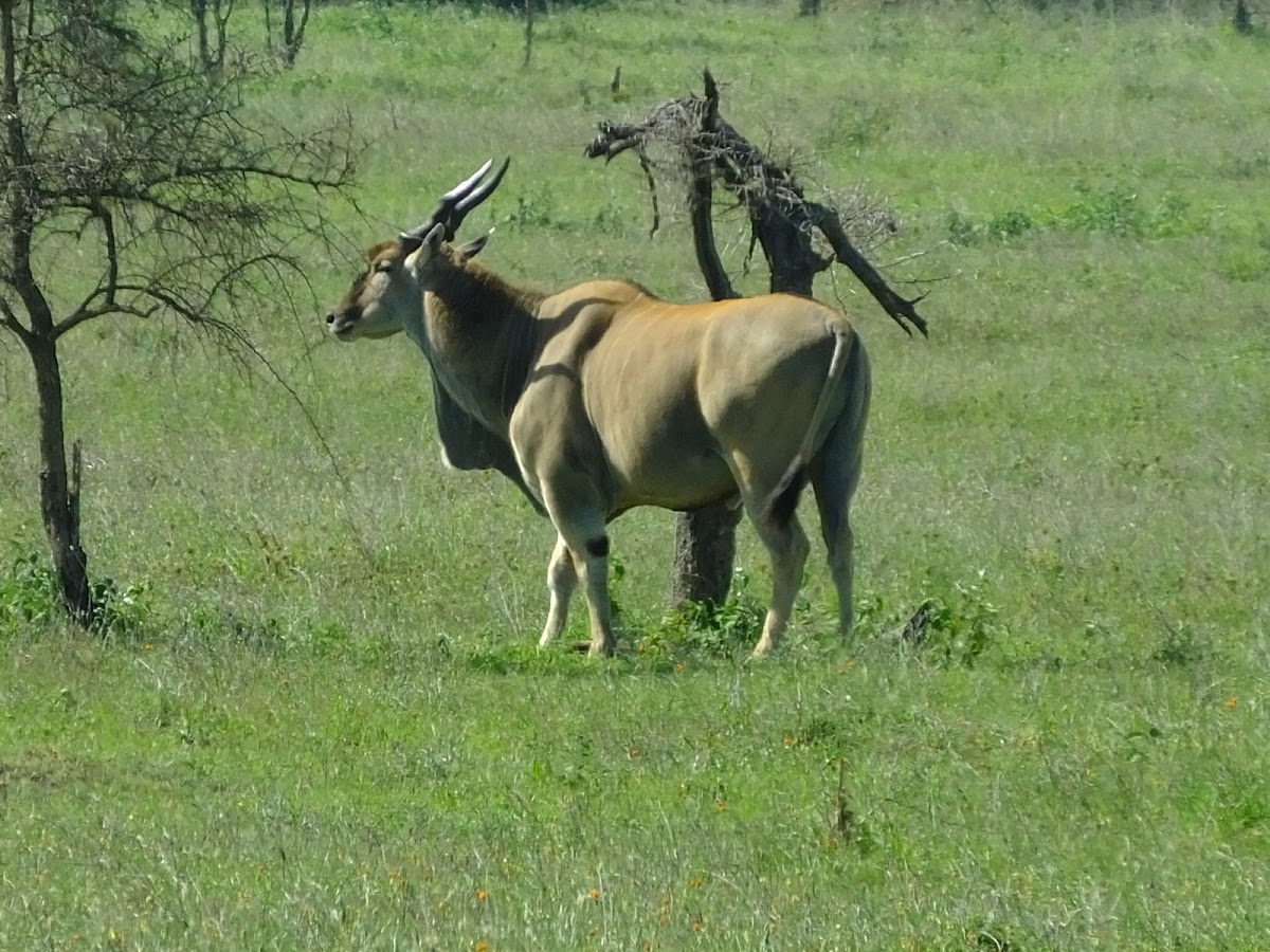 Eland