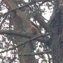 Red squirrel