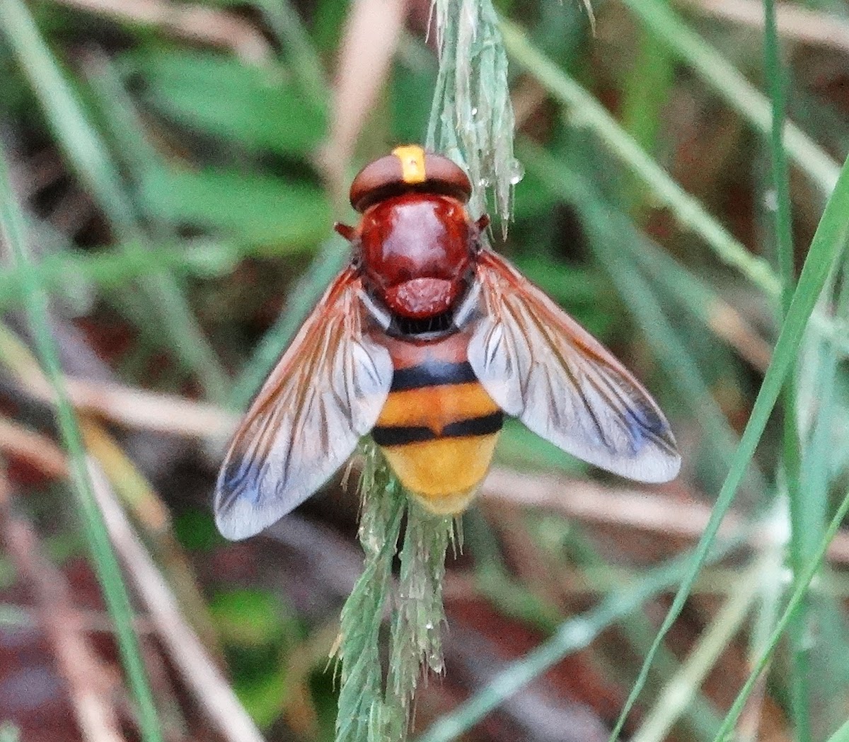 Hornet Mimic Hoverfly