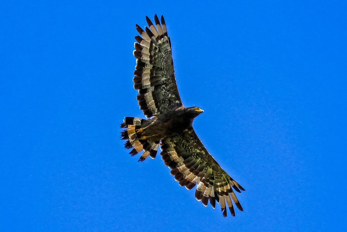 Crested Serpent Eagle