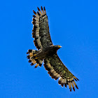 Crested Serpent Eagle