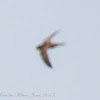 Pallid Swift; Vencejo Pálido