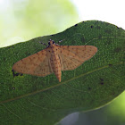 Yellow Peach Moth