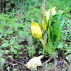 Western Skunk Cabbage