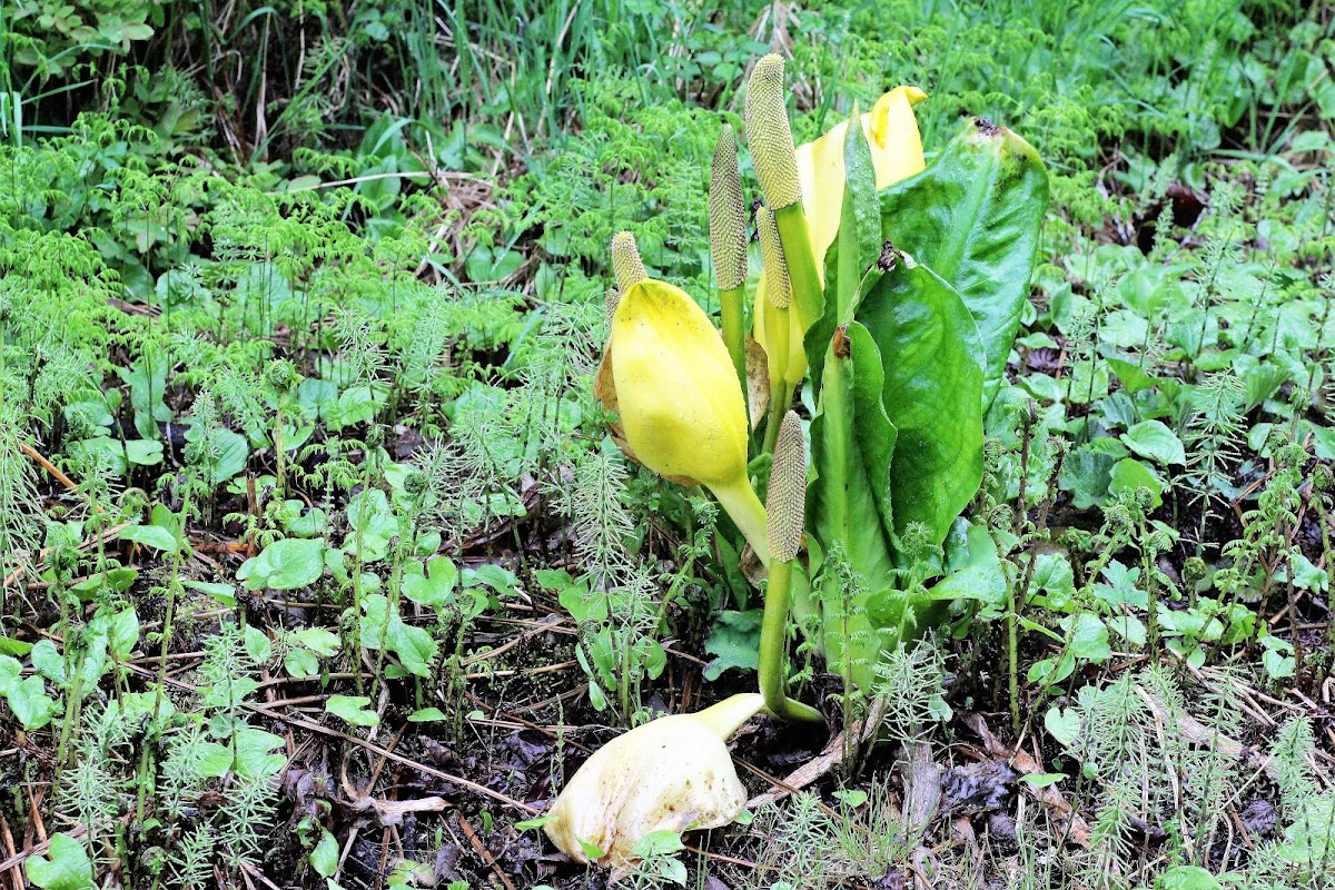 Western Skunk Cabbage