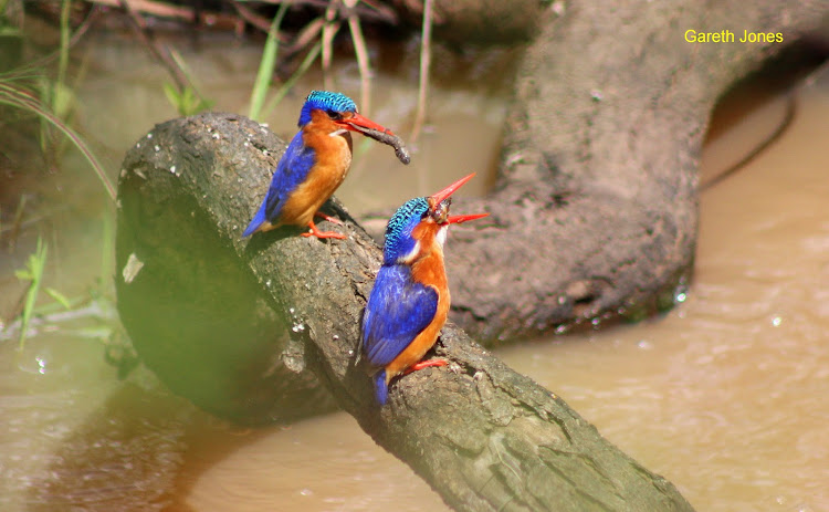 Kingfishers