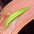 Lacewing, predatory larva