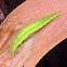 Lacewing, predatory larva