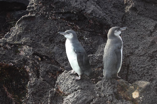 Galapagos Penguins Wallpapers