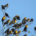 Yellow-headed blackbird