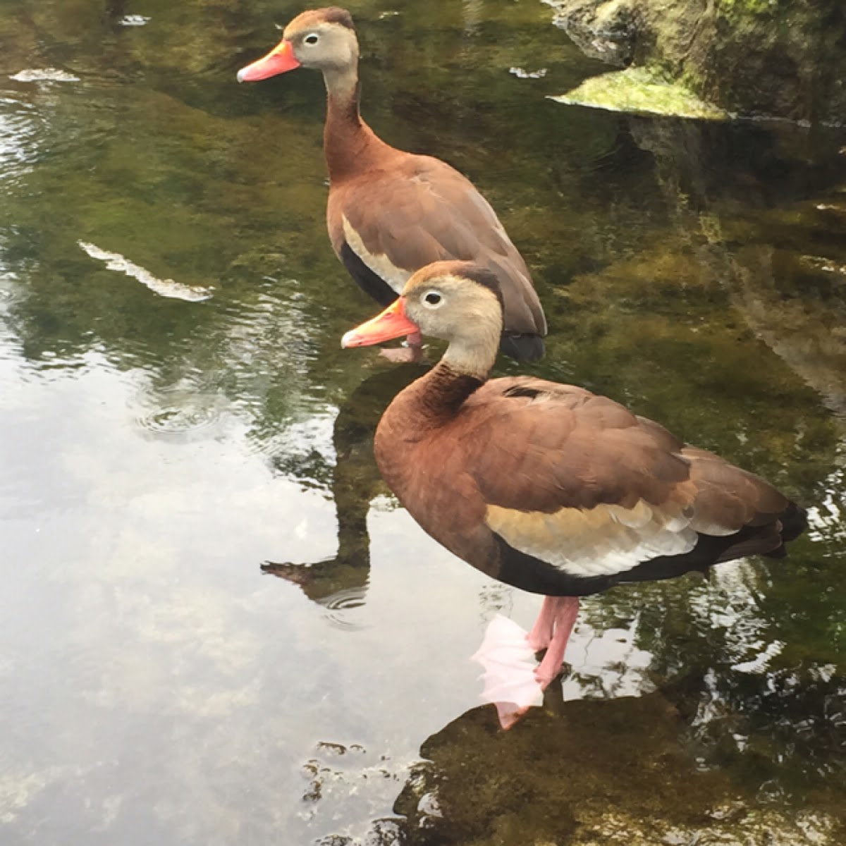 Black-bellied Whistling Duck