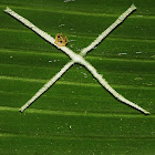 Spider Exuvia, Web and Decoration