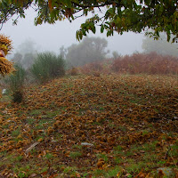 Castagne di 