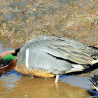 Green-winged teal