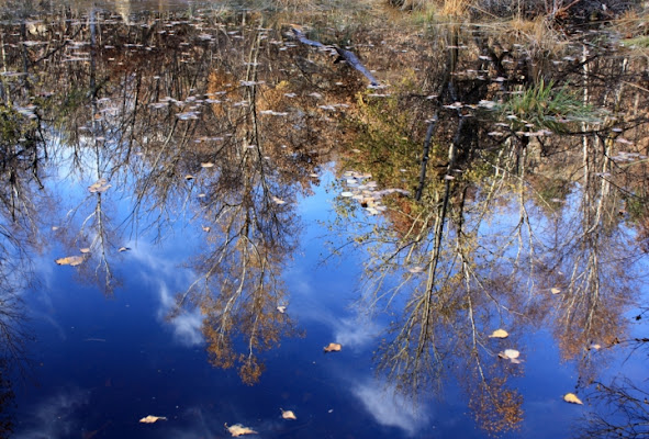 L'autunno riflesso di Simona Rizzi