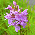 Early marsh-orchid