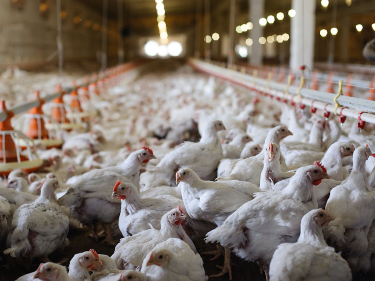 A brood of white laying hens is shown on a poultry farm. Picture: 123RF/FORMAT35