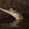 Saltwater Crocodile (juvenile)