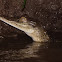 Saltwater Crocodile (juvenile)