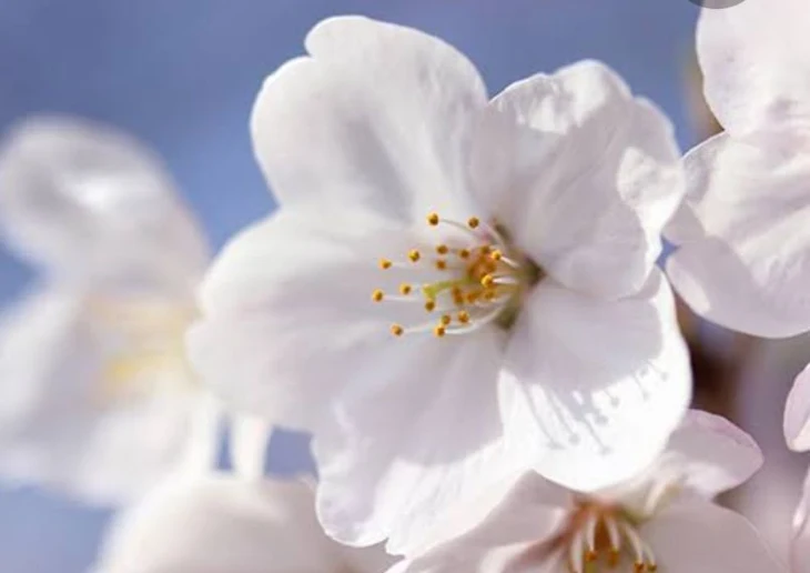 「桜木家の日常」のメインビジュアル