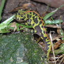 Marbled newt