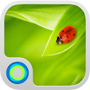 Miss Ladybug Hola Theme  Icon