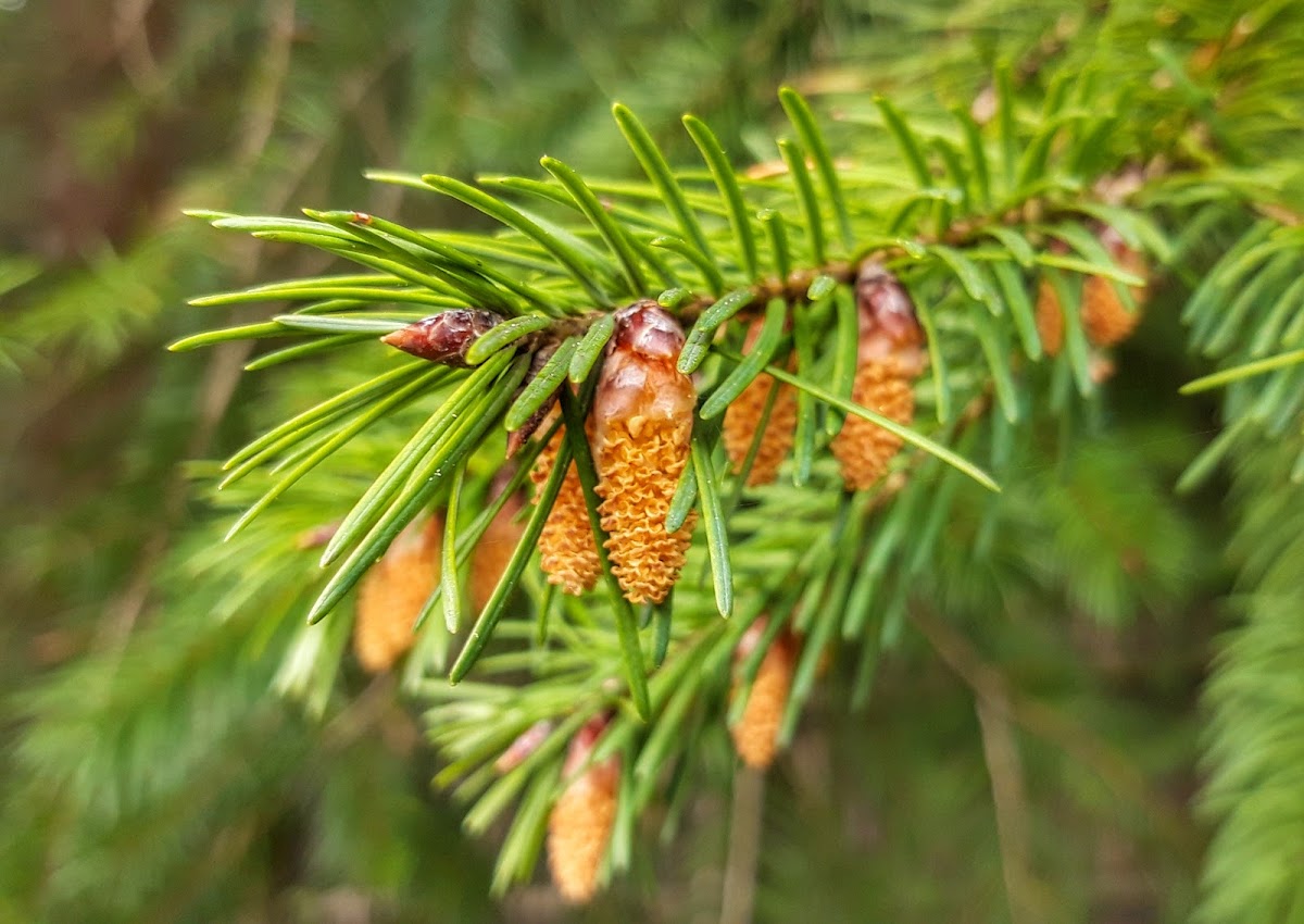 Douglas fir