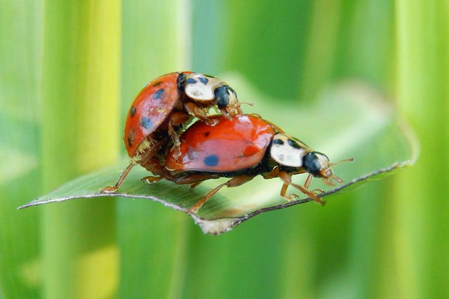 Multicolored Asian Lady Beetle