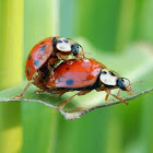 Multicolored Asian Lady Beetle