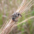 Jumping Spider