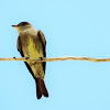 Olive-sided flycatcher