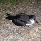 Manx Shearwater