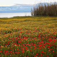 Campo di papaveri  di 