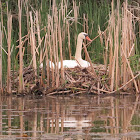 Mute Swan