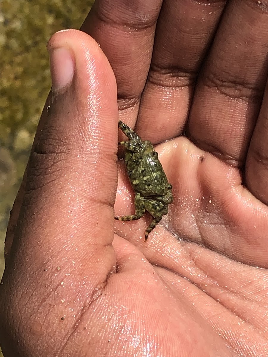 Squareback crab