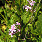 Prairie Phlox